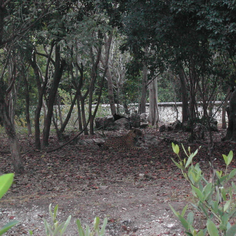 נמר מכסיקני