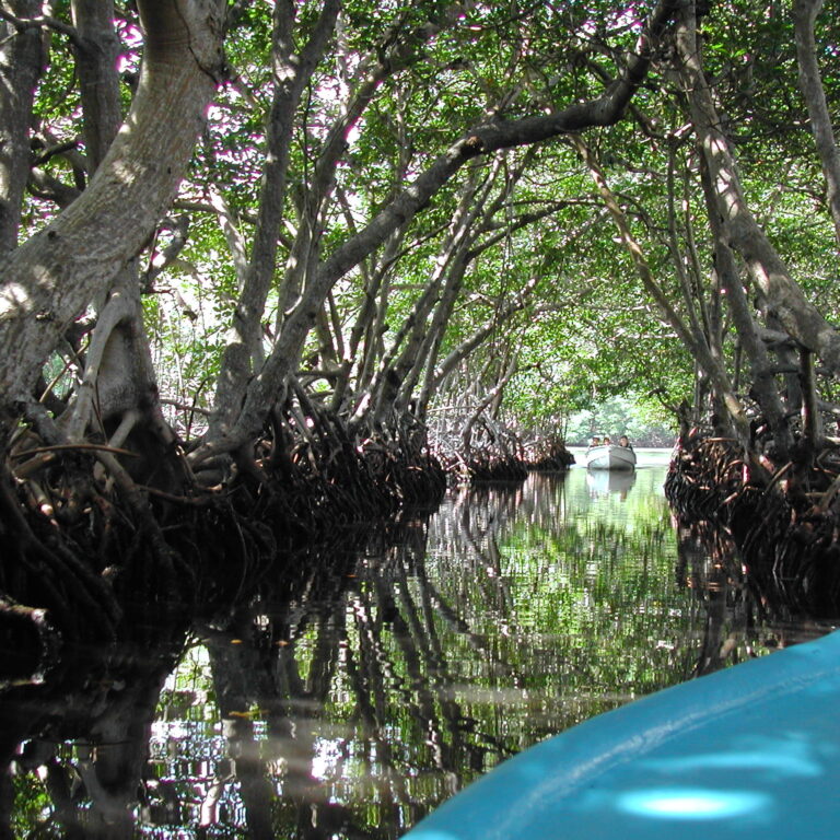 שיט ביער מנגרובים