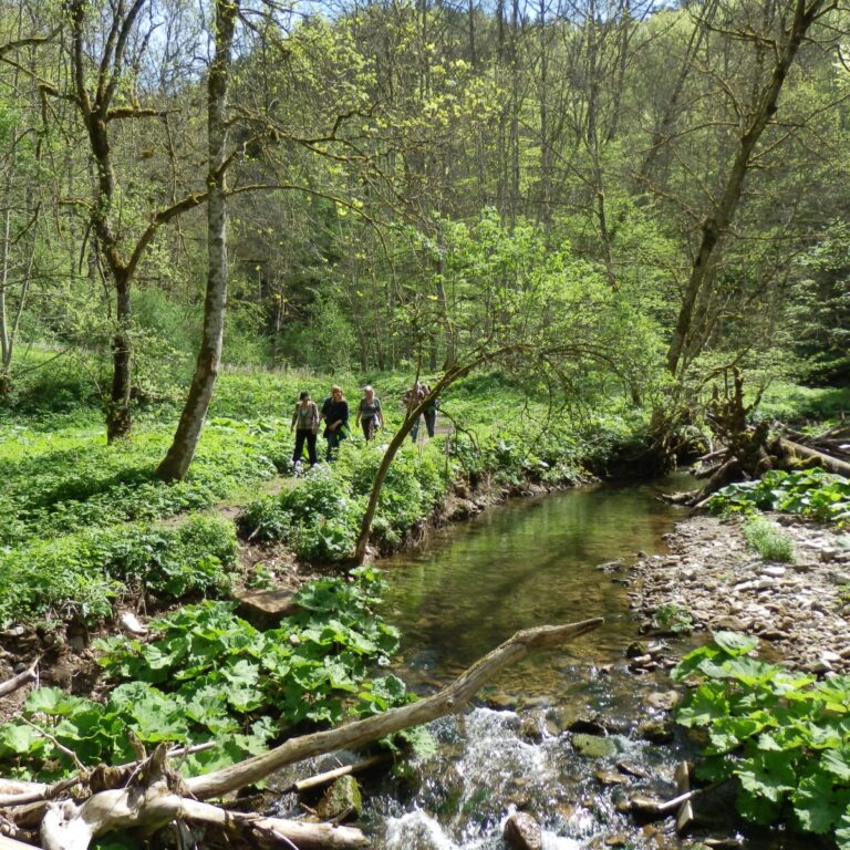 מטיילים ביער השחור