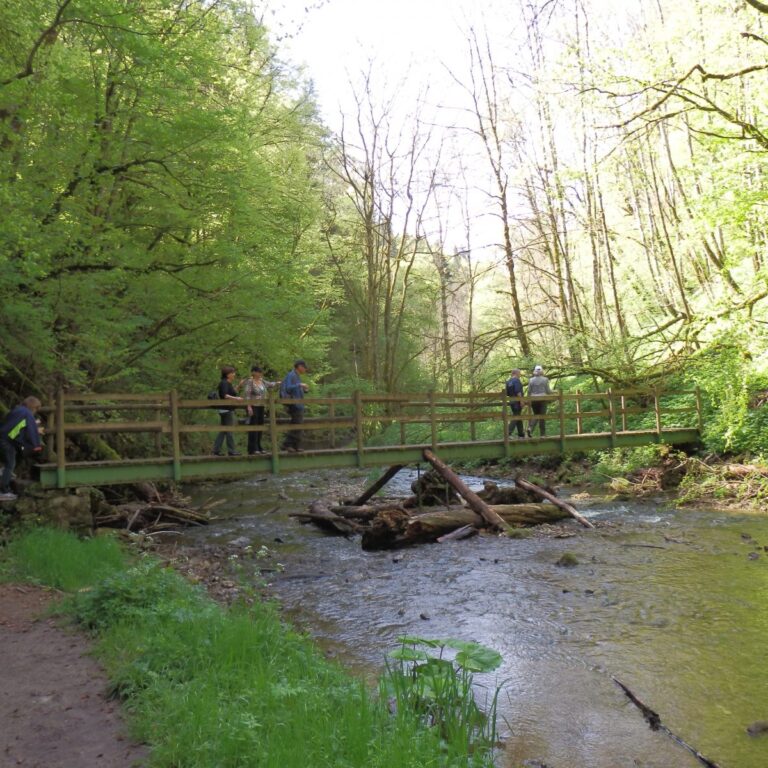 בשבילי היער השחור