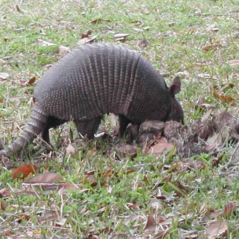 אוכל הנמלים שאחראי למגפת הקורונה