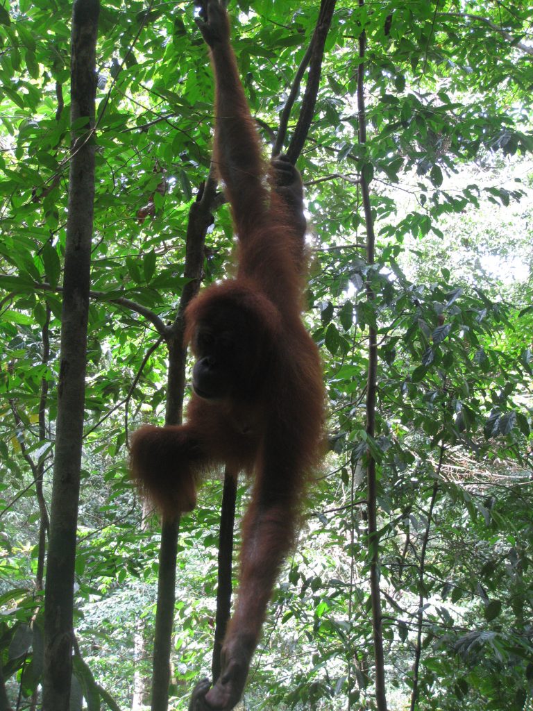 אוראנג אוטאנג בא לבקר