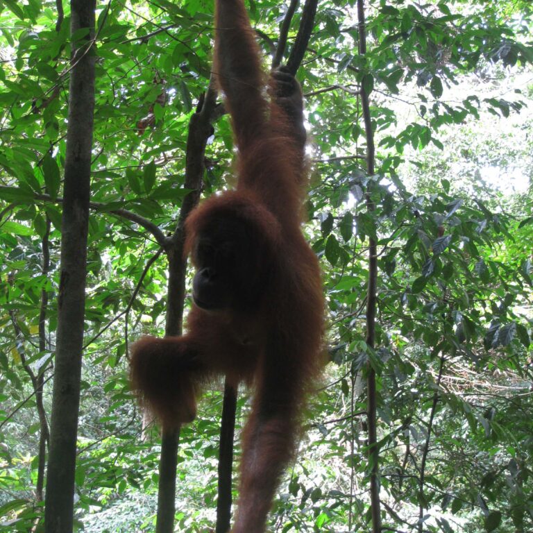 אוראנג אוטאנג בא לבקר