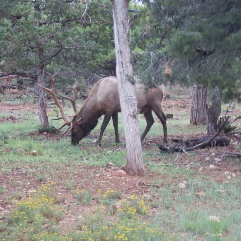 אורחים עם קרניים באתר הקרוונים