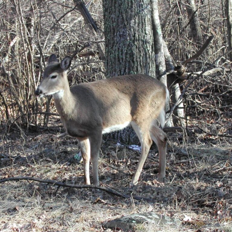 איילה במשעול האפלצים