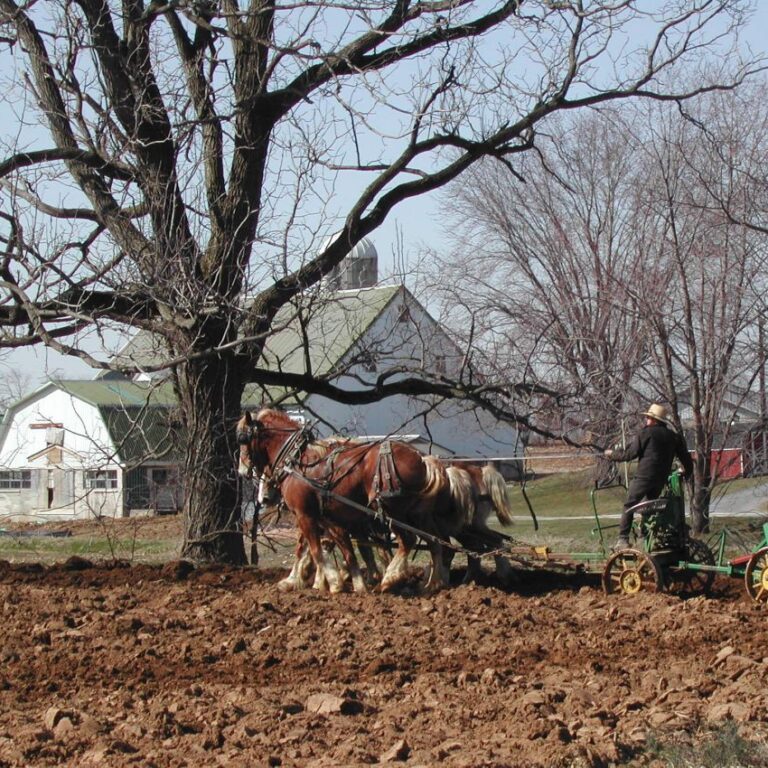 איכר מהאמיש מעבד את אדמתו