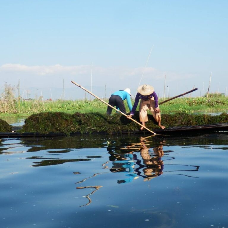איכרות בורמזיות יוצרות איים צפים לצרכי חקלאות