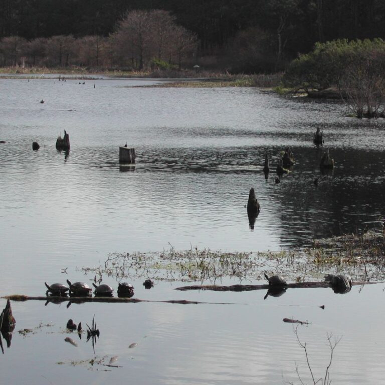 אליגטור וצבים נחים בביצות פלורידה