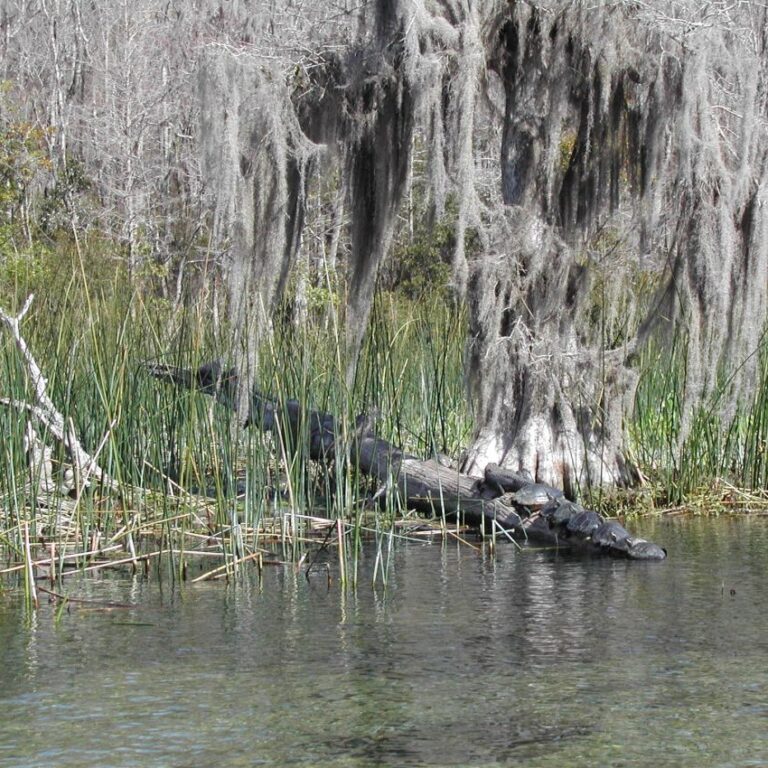אליגטור ממתין למבקרים במעיינות ואקאלה בטהלאסי, פלורידה