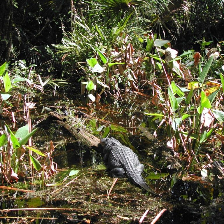 אליגטור נח על ענף בפלורידה