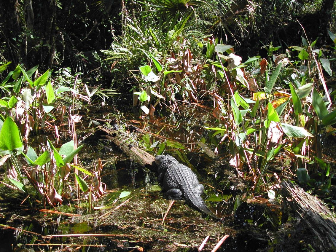 אליגטור נח על ענף בפלורידה
