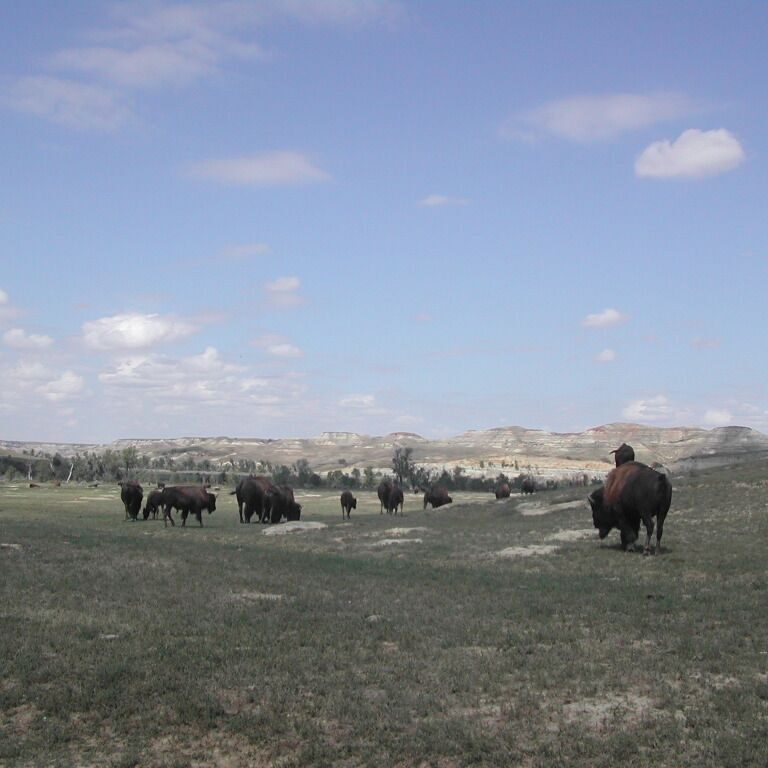 ביזונים משוטטים בפארק רוזבלט