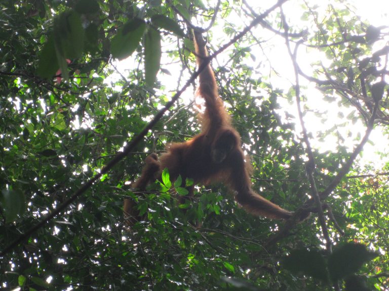 בן דוד בא לבקר באתר להחזרת האוראנג אוטנגים לטבע