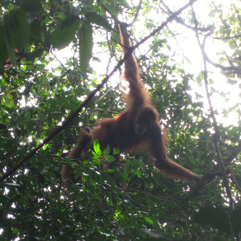 בן דוד בא לבקר באתר להחזרת האוראנג אוטנגים לטבע