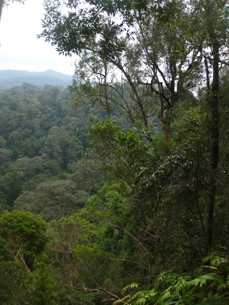 ג'ונגל סומטרי