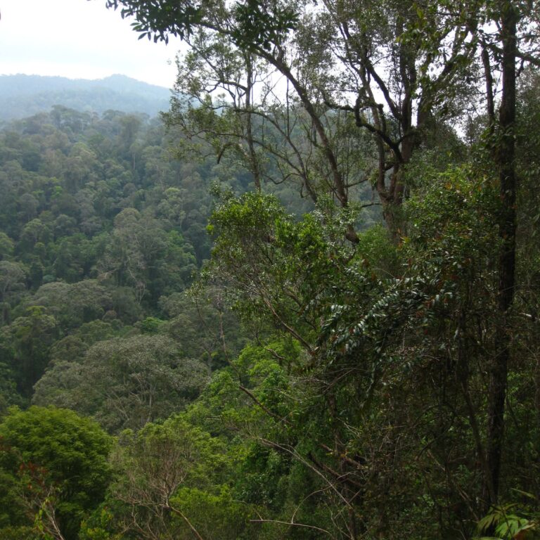 ג'ונגל סומטרי