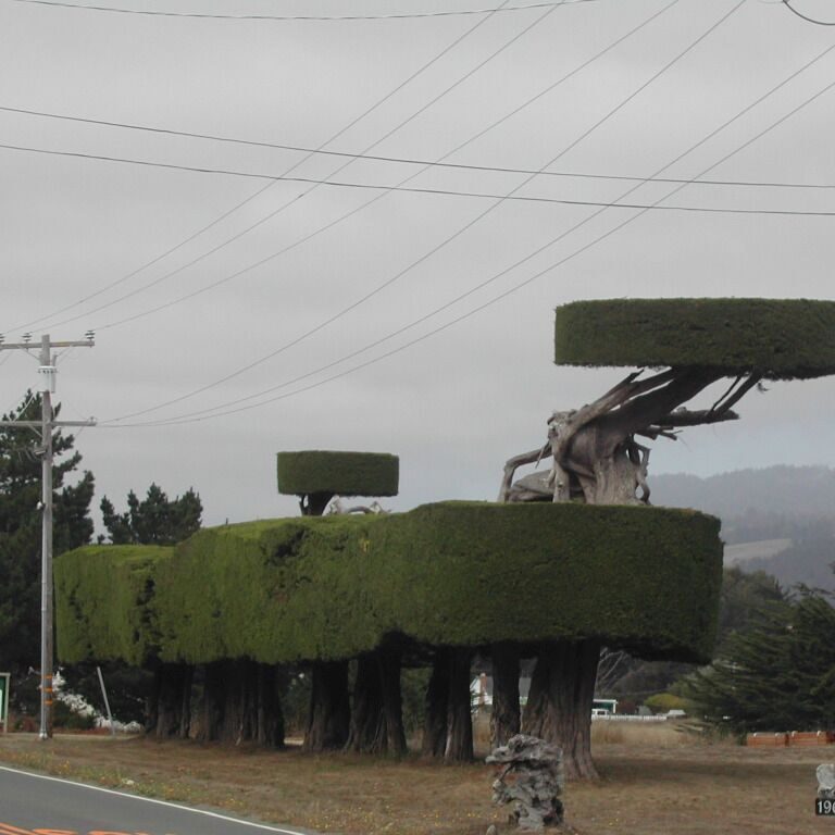 גיזום מעניין על דרך המלך בקליפורניה