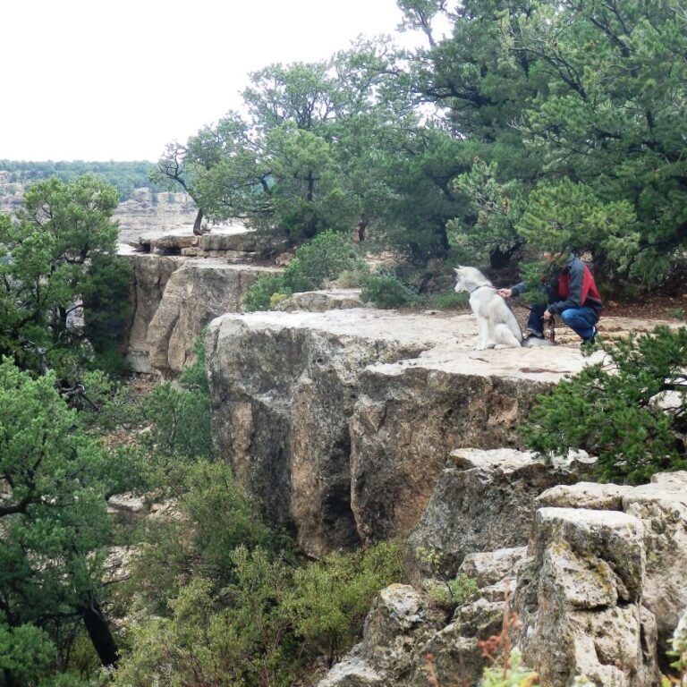 גם כלבים מתפעלים מהנוף של הגרנד קניון