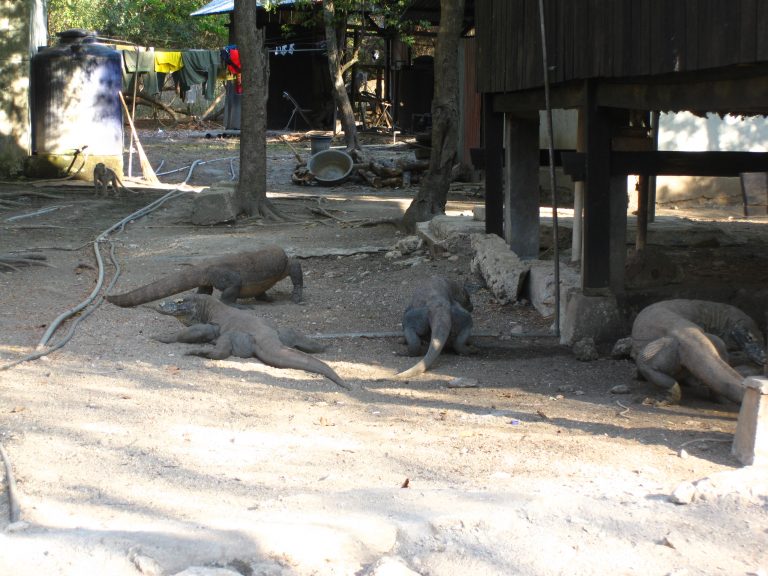 דרקונים באי קומודו