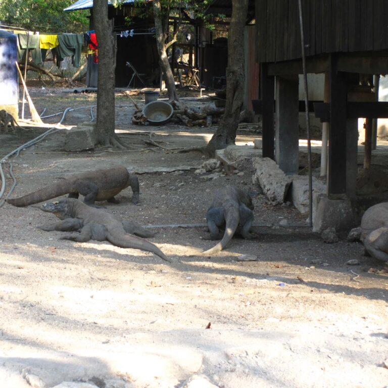 דרקונים באי קומודו