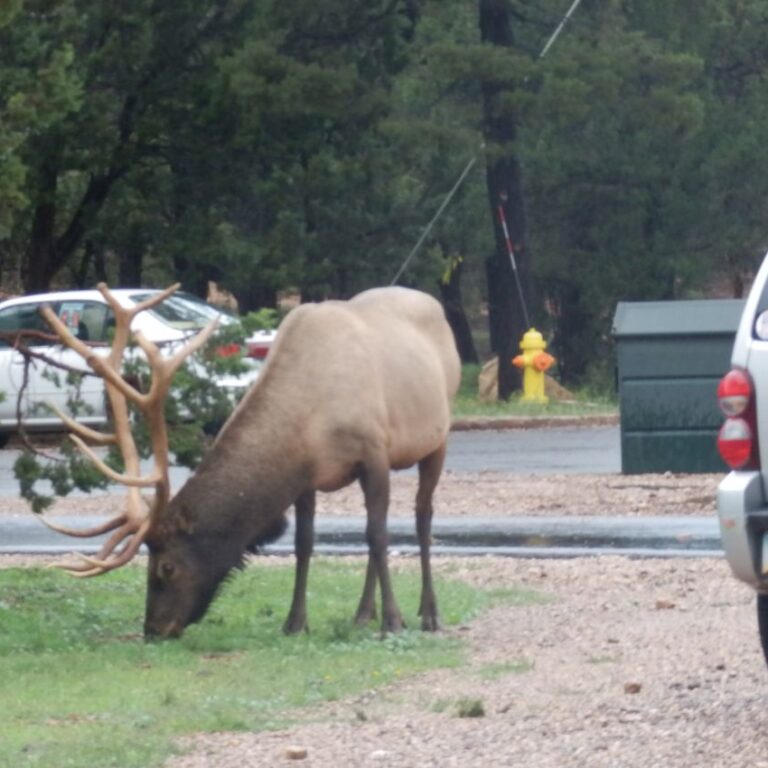 האילים אינם חוששים מבני אדם בילוסטון פארק