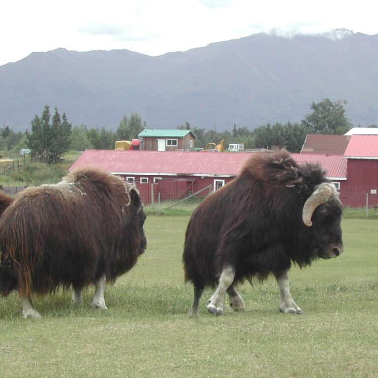 הביאו לאלסקה יאקים ממונגוליה