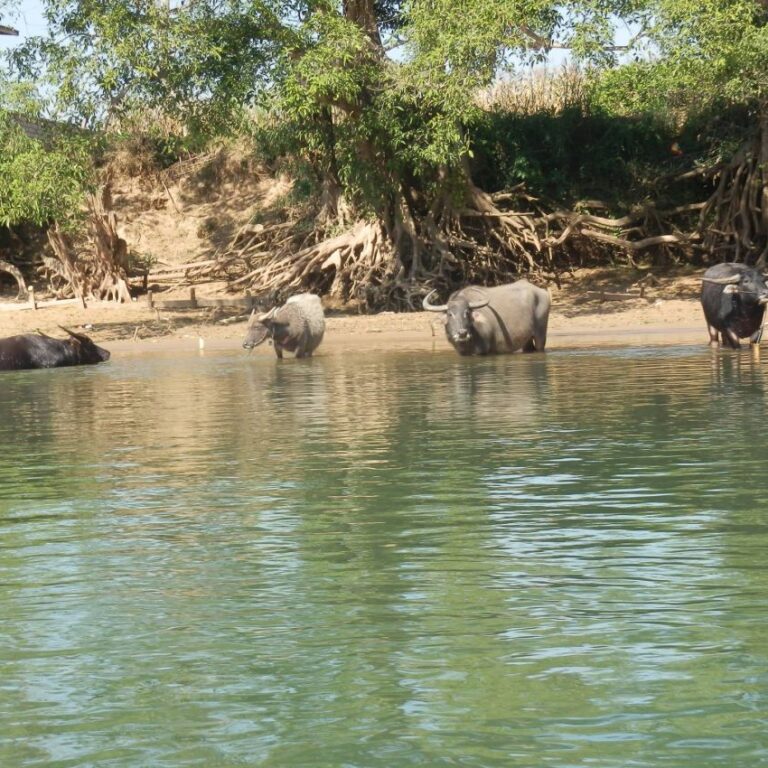 הווטר בופאלו, בהמת העבודה העיקרית בבורמה