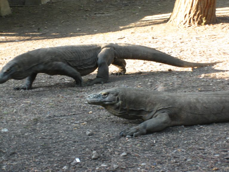 החברה יוצאים לטיול בוקר