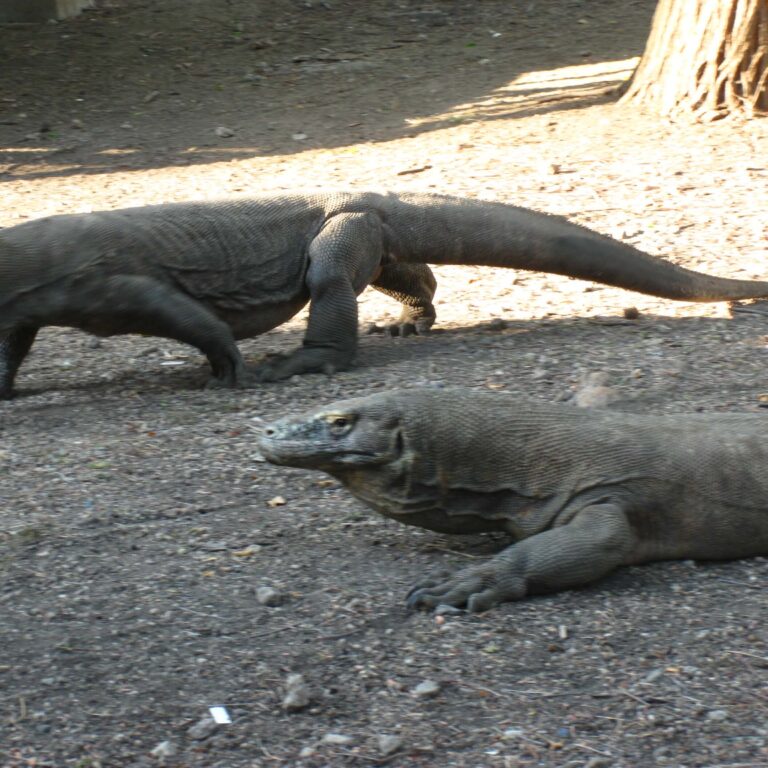 החברה יוצאים לטיול בוקר