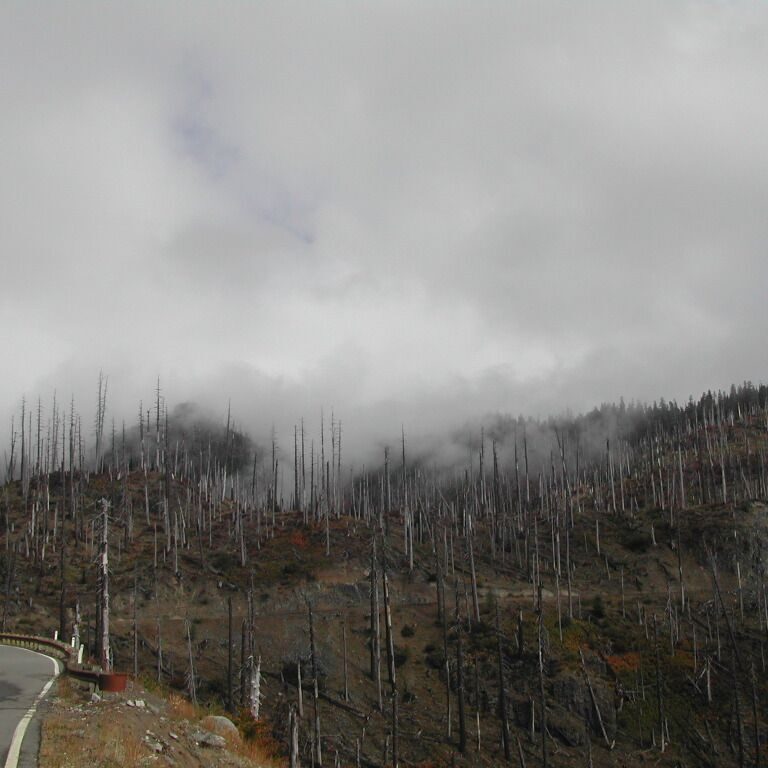 היער השרוף בהר סנט הלן שהתפרץ והרס את סביבתו