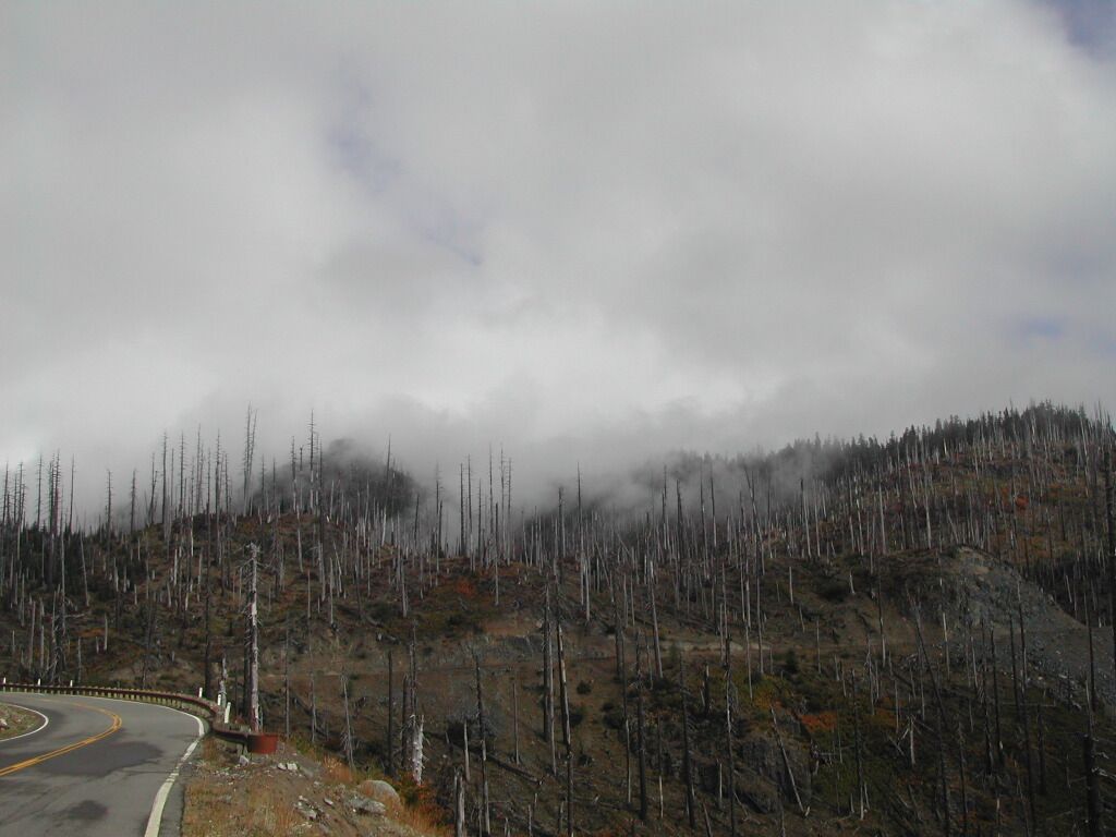 היער השרוף בהר סנט הלן שהתפרץ והרס את סביבתו