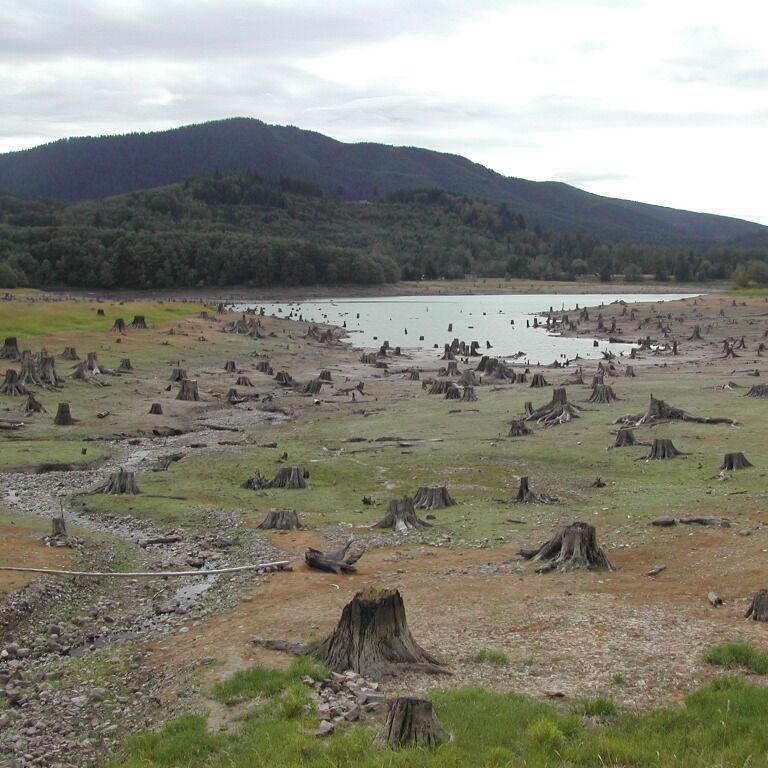 היער שנשרף אחרי התפרצות של ההר סנט הלן