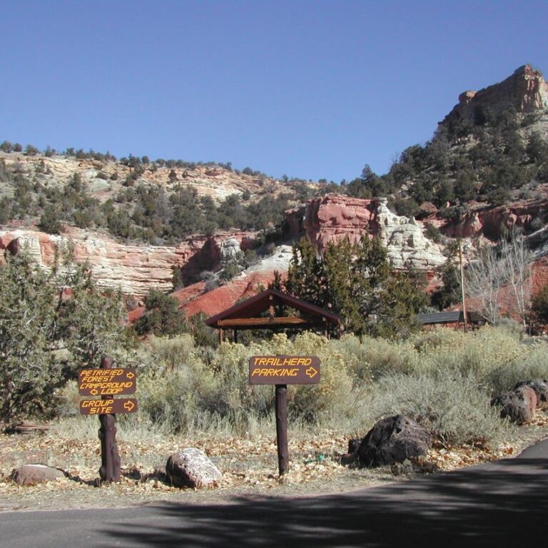 הכניסה ליער העצים המאובנים