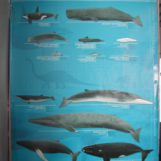 הלוויתנים המזדמנים בקיץ לזלול פלקנטון בסנט לורנס סי וויי בקנדה