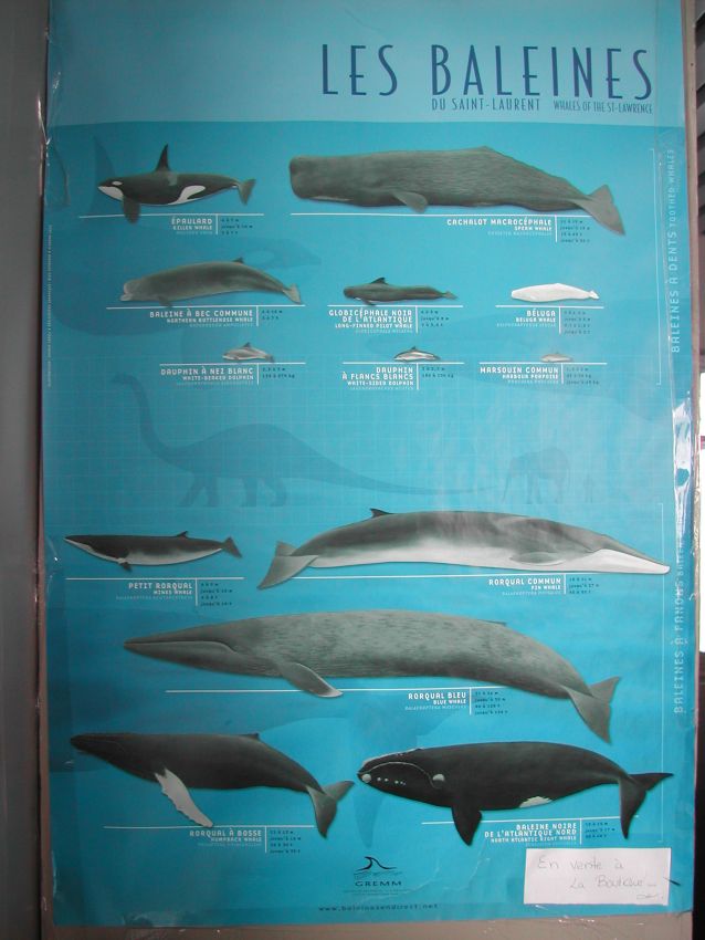 הלוויתנים המזדמנים בקיץ לזלול פלקנטון בסנט לורנס סי וויי בקנדה