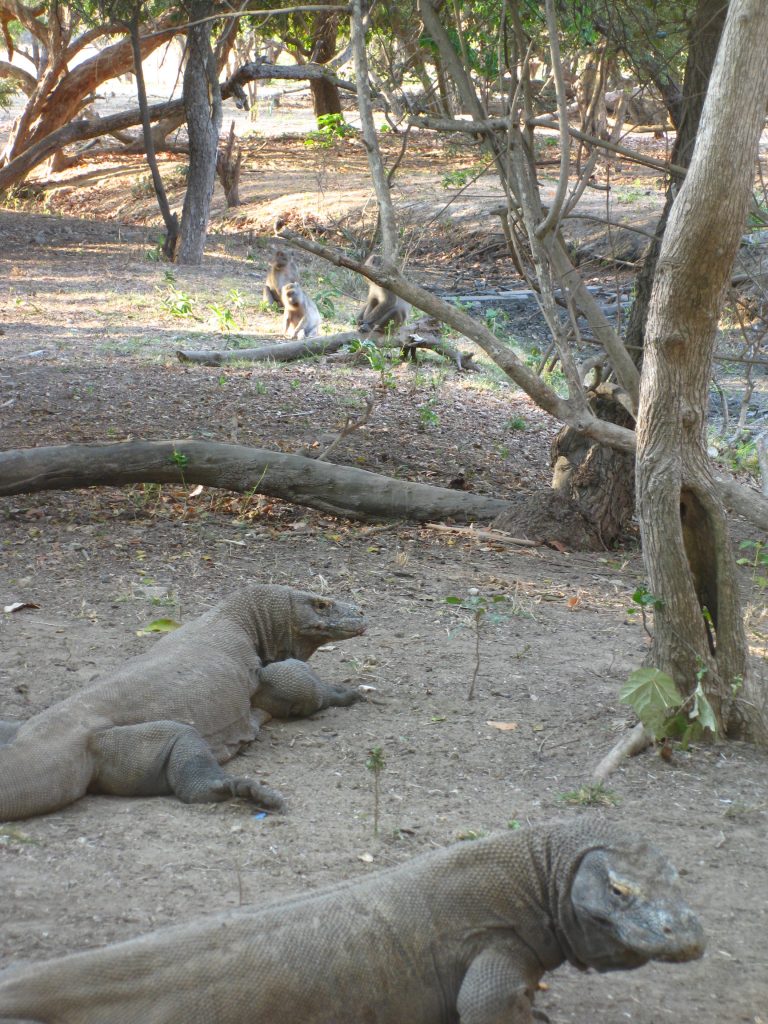 המשפחה נחה בצל העצים