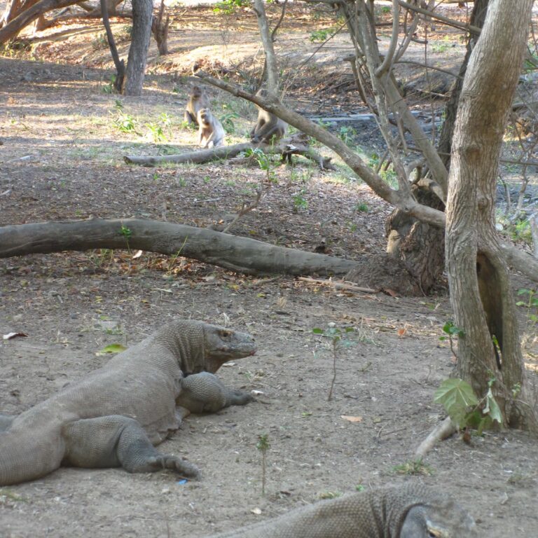 המשפחה נחה בצל העצים