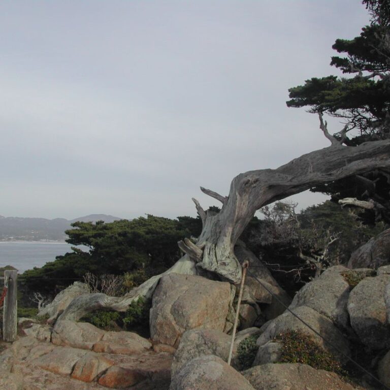 העץ המכופף בחופי פורטלנד