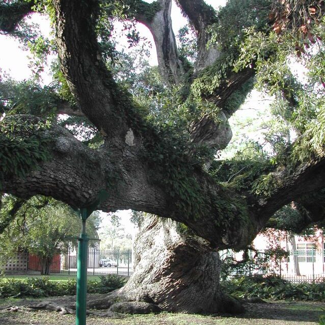העץ הנתמך בלואיזניה