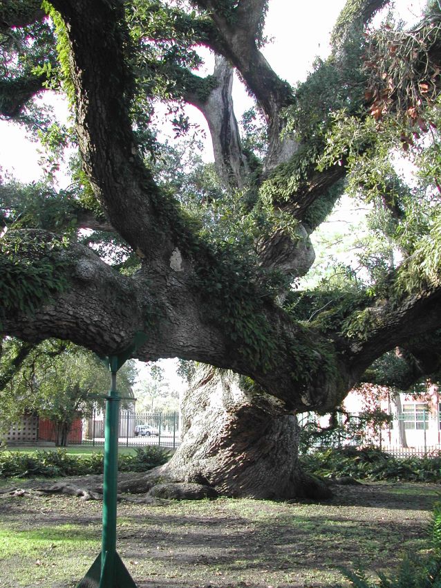 העץ הנתמך בלואיזניה