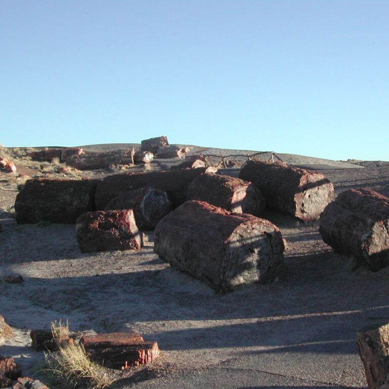 העצים המאובנים