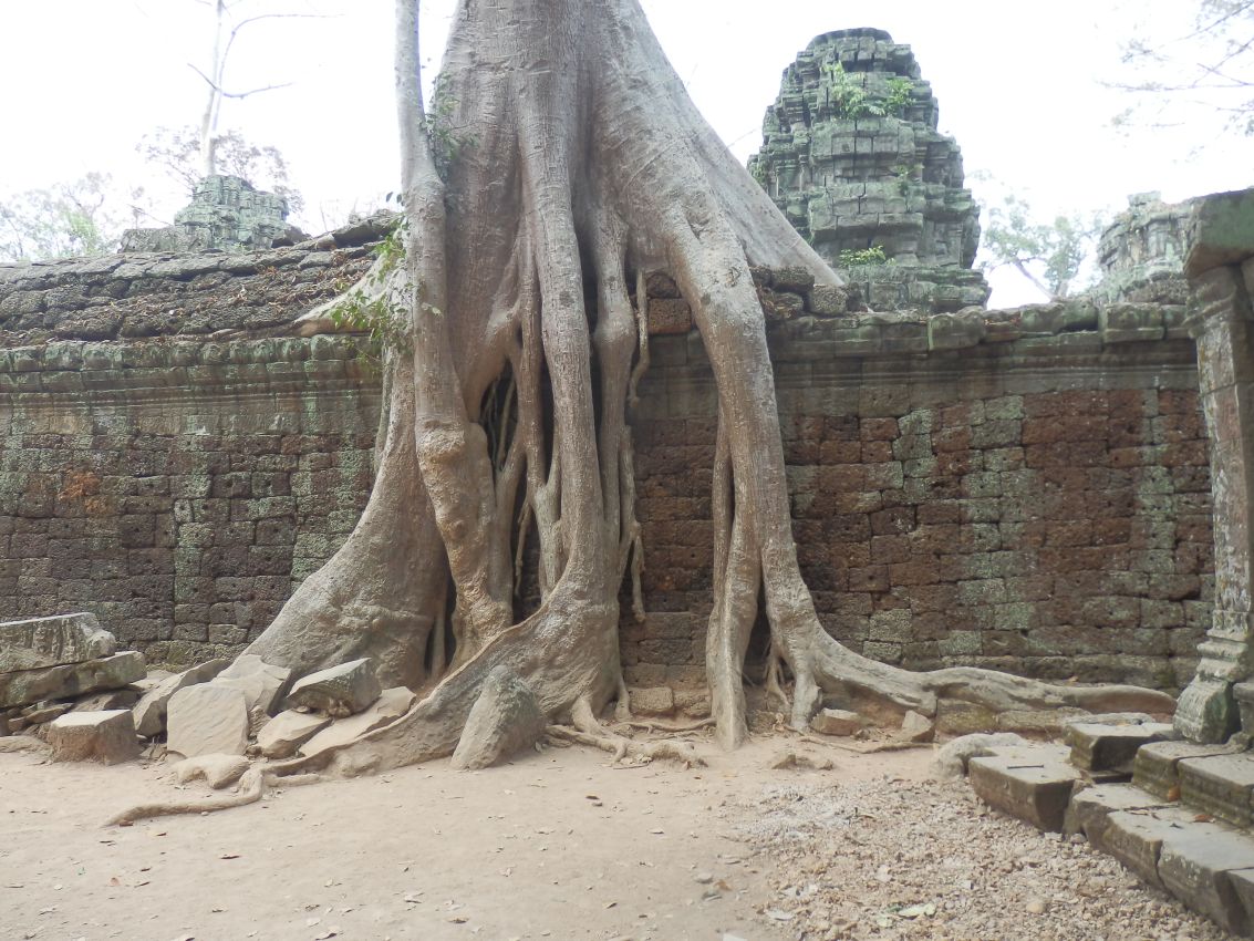 העצים שכבשו את המקדשים