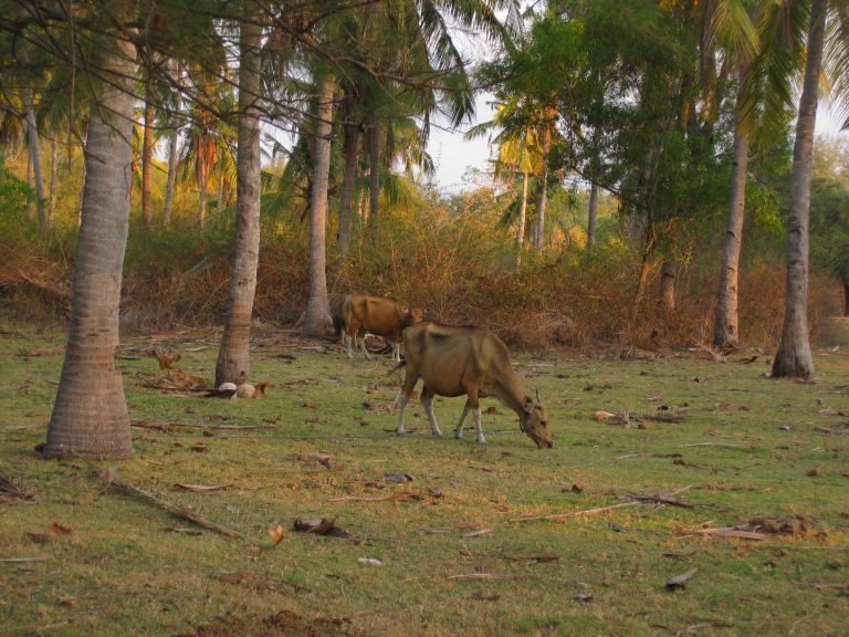 הפרות הרזות של המקומיים