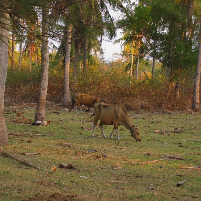 הפרות הרזות של המקומיים