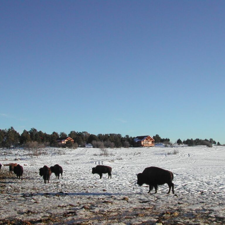 חוות ביזונים ביוטה