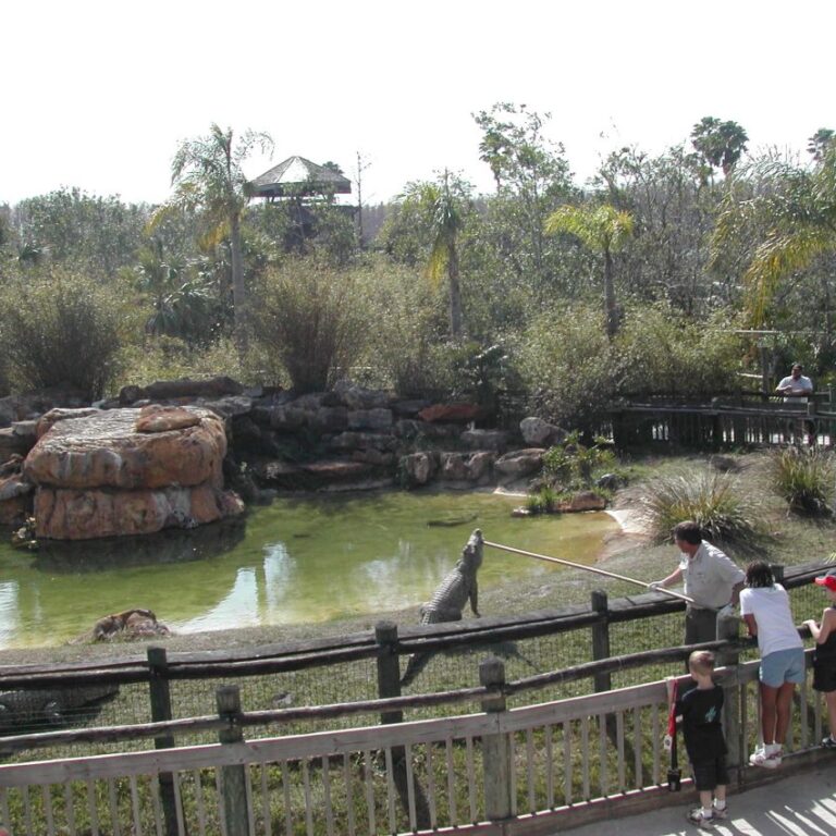 חוות תנינים בפלורידה