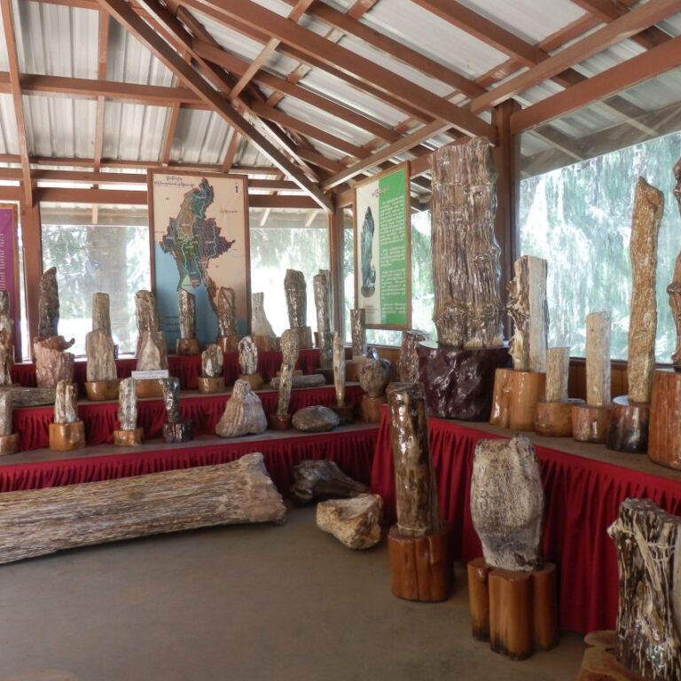 חנות המוכרת גזעי עץ מעוצבים