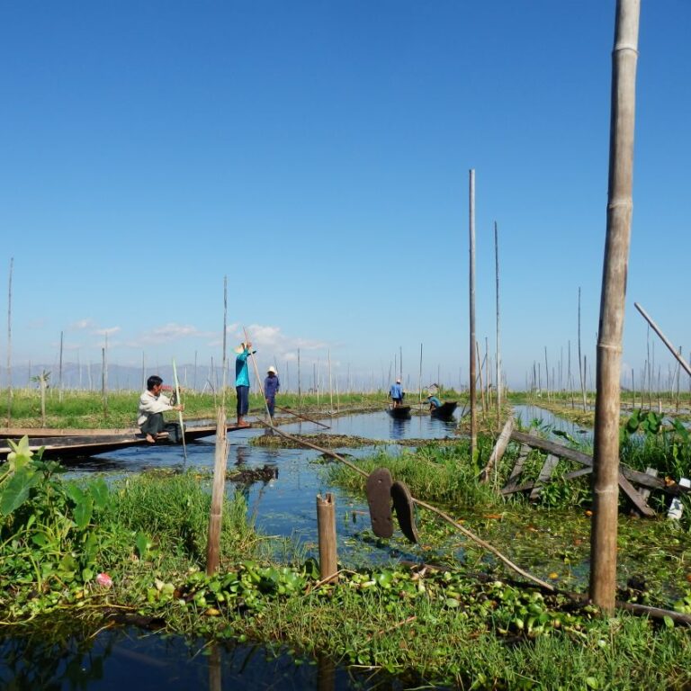חקלאות צפה בורמזית באגם אינלה