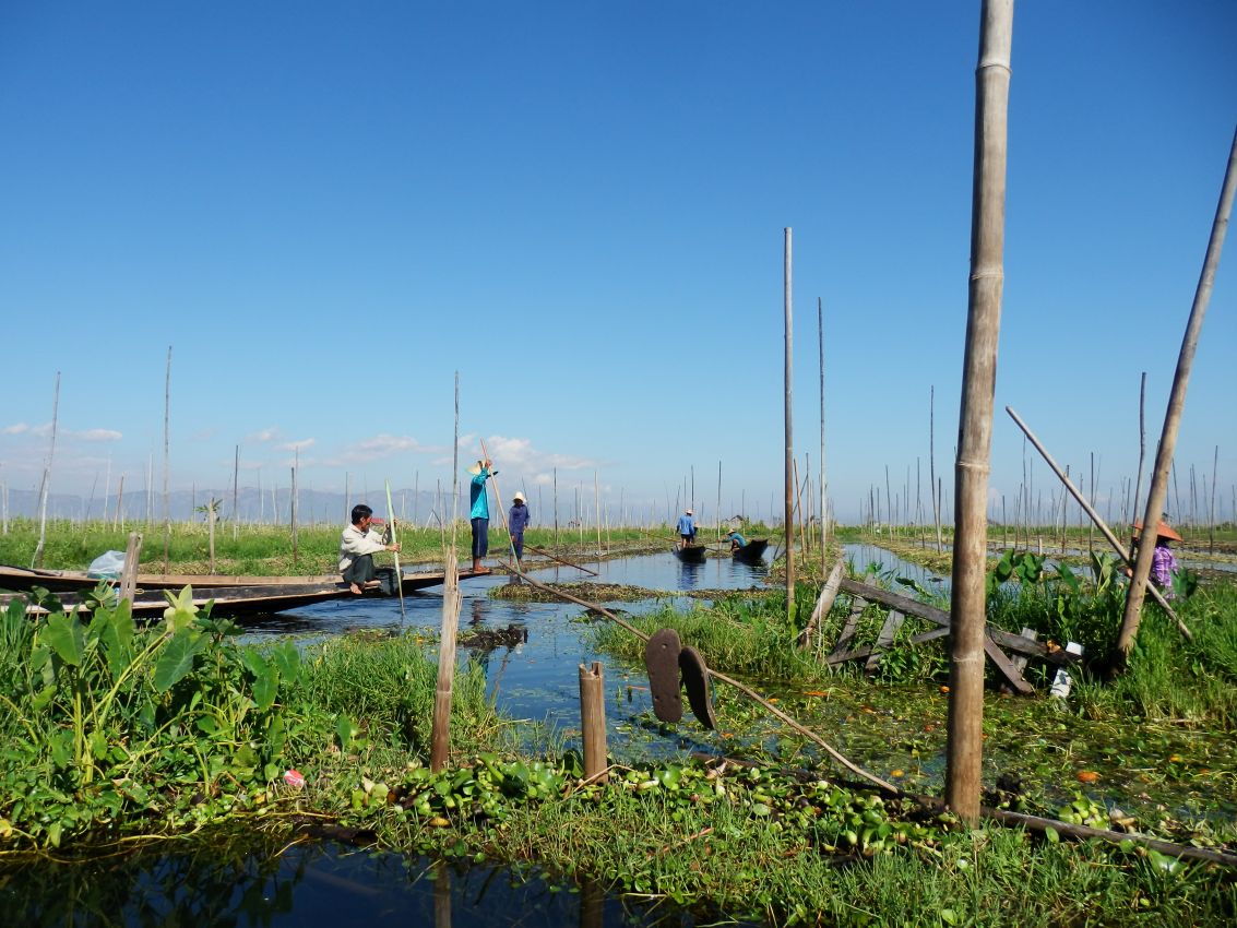 חקלאות צפה בורמזית באגם אינלה