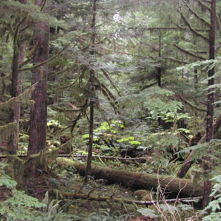 יער בתוככי פארק הר רינייר